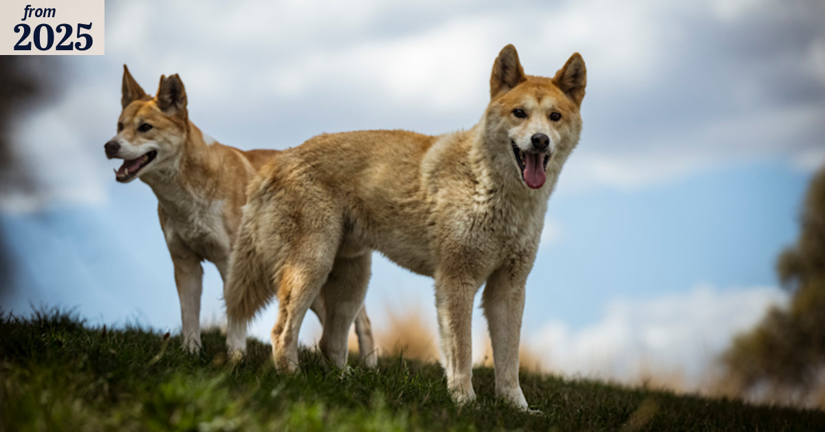 Big Desert dingoes in western Victoria to be collared in contentious ...