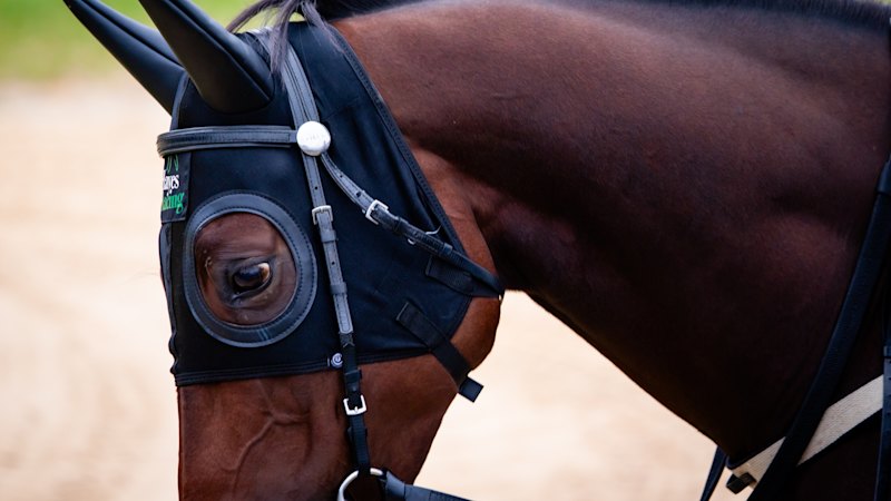 The best horse in the world is back in town for The Everest. And he’s even better than last year