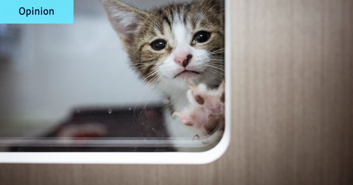 Don’t bell Australia’s cats. Just make it illegal to own one