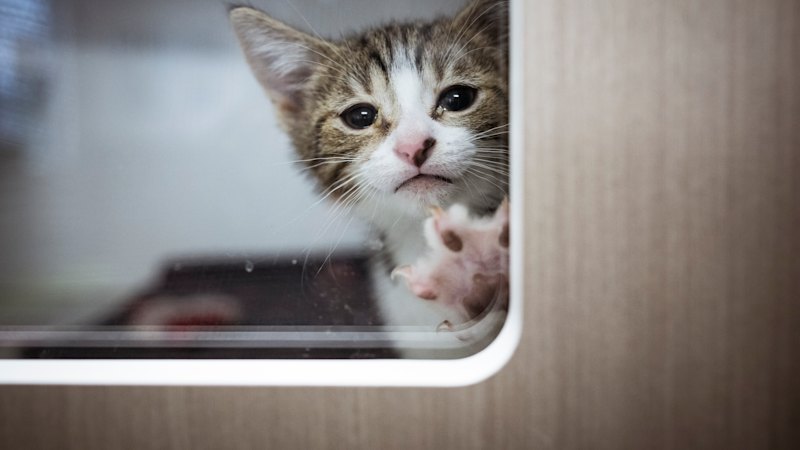 Don’t bell Australia’s cats. Just make it illegal to own one