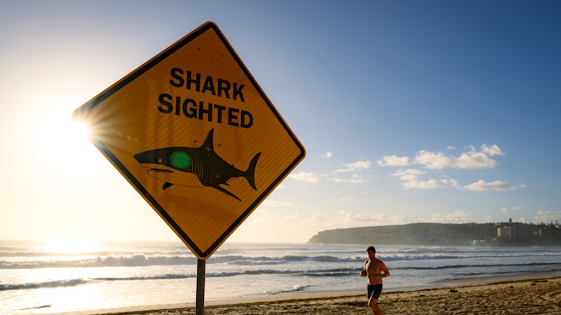 If a summer of sharks restores our respect for the ocean, that’s no bad thing