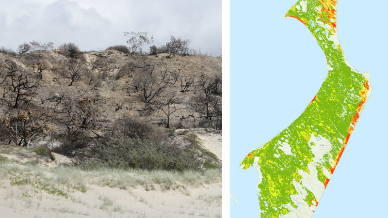 Cumulative fires threaten sensitive K’gari dune systems, report warns