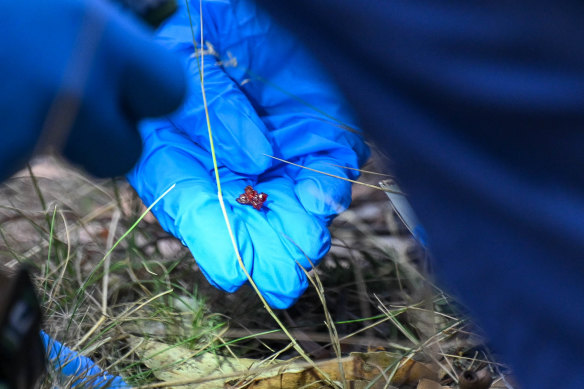 Police retrieved what looks like tree sap in their search for Murphy on Friday.