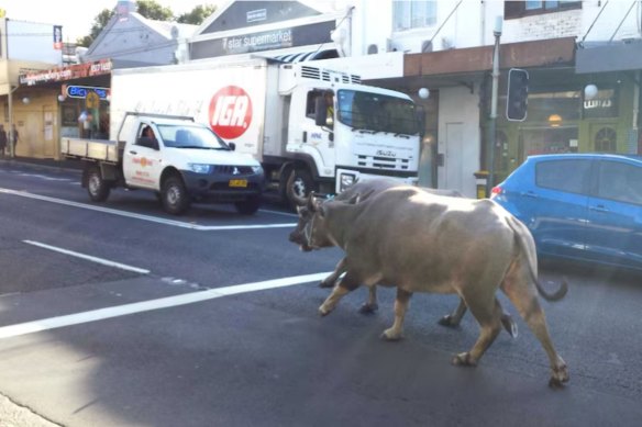 Water buffalo wandered down King Street ten years ago when they escaped from a film set.