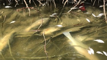 More of the fish found dead at Menindee on the Darling River on Monday, January 28.