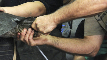 Researchers attempt artificial insemination on a female Yangtze giant softshell turtle at a zoo in Suzhou, China, in 2015.