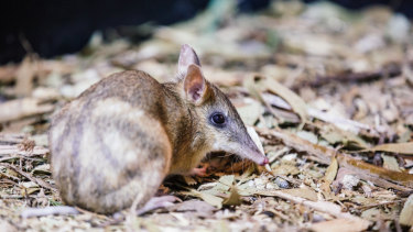 The Eastern Barred Bandicoot is one of the animals Dr Parrott works to protect. 