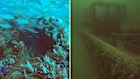 A before and after of the damage created in south australian waters by the algal bloom. 