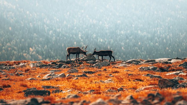 Reindeer and the colours of autumn in Lapland.