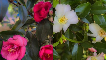 Consider the camellia: a handsome, hardy option for year-round colour