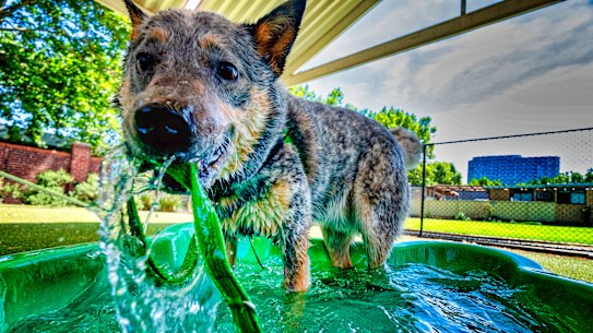 A dog beats the heat at The Lost Dogs Home. 