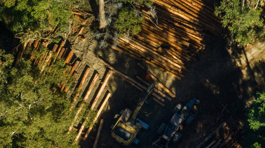 Logs are sorted before being taken to a mill near Coffs Harbour.