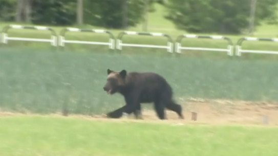 A brown bear runs on a field in Sapporo, northern Japan, last month. It was put down after entering a military camp and injuring four people.