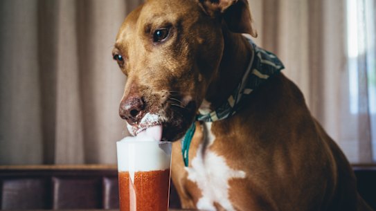 Tilly the resident dog at Caretakers Cottage bar in Melbourne.