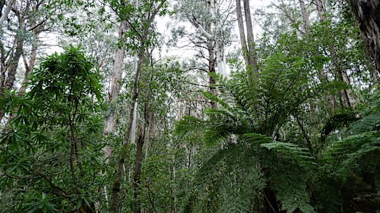 Old-growth forest in East Gippsland.