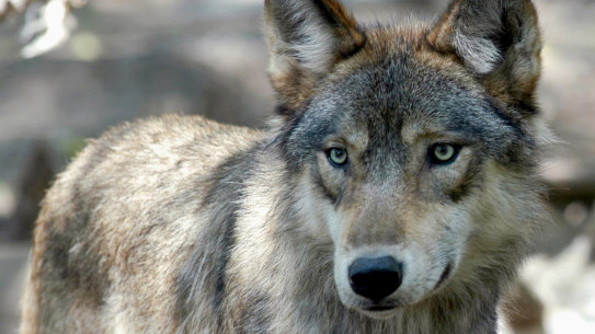 A gray wolf in the US.