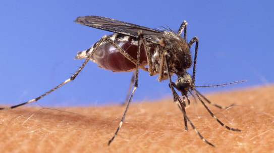 Perth residents are in the grip of a mozzies plague. 