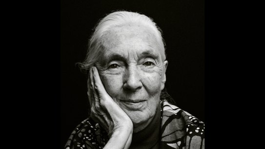 Dr Jane Goodall: ” Even though I knew Tarzan wasn’t real, I still felt jealous because I thought he married the wrong Jane!”