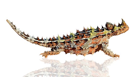 A thorny devil. 