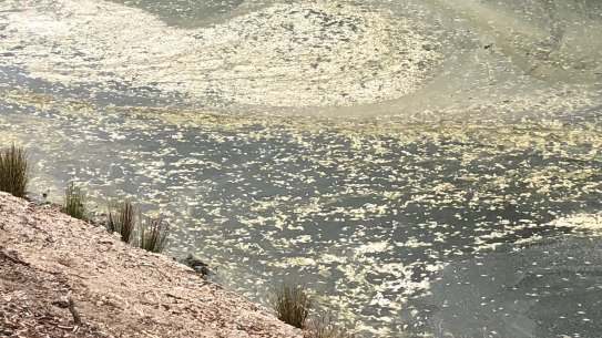 A third fish kill - and the second major one in three weeks - is unfolding on the Darling River at Menindee in far-western NSW.