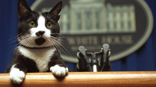 The Bidens will reportedly bring a cat, as well dogs, back into the White House. The Clintons' cat Socks, pictured in 1994, remains a fondly remembered White House resident.