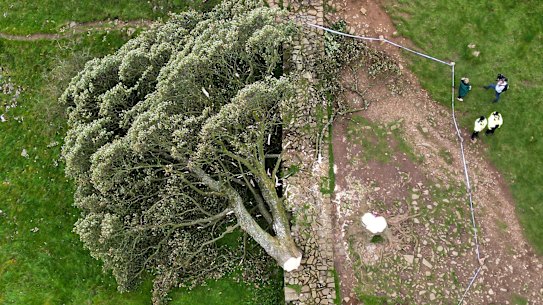 NORTHUMBERLAND, ENGLAND - SEPTEMBER 28: In this aerial view the ‘Sycamore Gap’ tree on Hadrian’s Wall lies on the ground leaving behind only a stump in the spot it once proudly stood, on September 28, 2023 northeast of Haltwhistle, England. The tree, which was apparently felled overnight, was one of the UK’s most photographed and appeared in the 1991 Kevin Costner film “Robin Hood: Prince Of Thieves.” (Photo by Jeff J Mitchell/Getty Images)