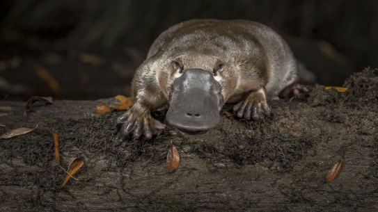 A platypus is released onto a log in Little Yarra River, Yarra junction, Victoria.