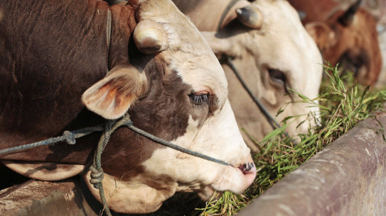 Indonesia has been grappling with a foot and mouth disease outbreak, with the disease also detected on the holiday island of Bali.