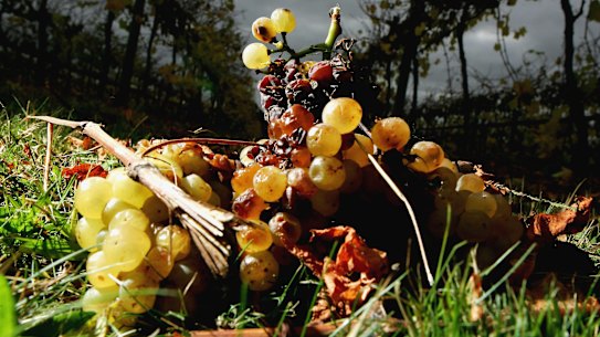 Rotting chardonnay grapes in 2005: Australia is once again grappling with a wine glut.