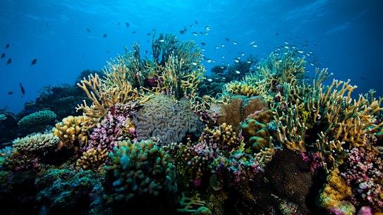 Government ditches $10m promotion blitz amid Great Barrier Reef furore