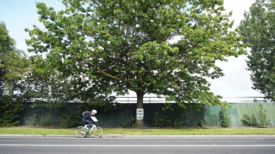 A cyclist on the current bike path on Queens Avenue. The state government is set to remove a one kilometre street of established trees for a replacementshared bike-pedestrian path.