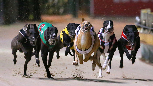 Premier rules out shutting down greyhound racing in NSW after explosive report