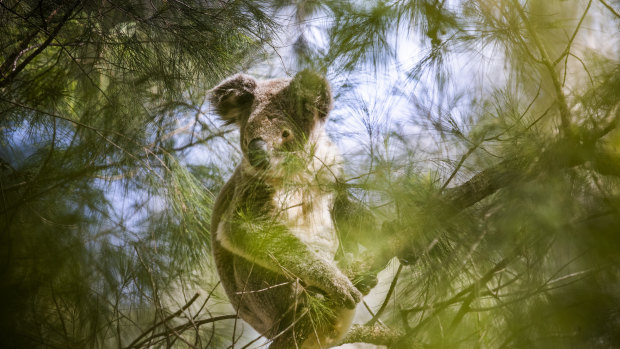 ‘This activity is a real threat’: MPs piling on pressure over state’s koala park promise