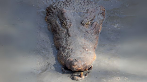 Crocodiles have flourished in Australia after being made a protected species in the 1970s.
