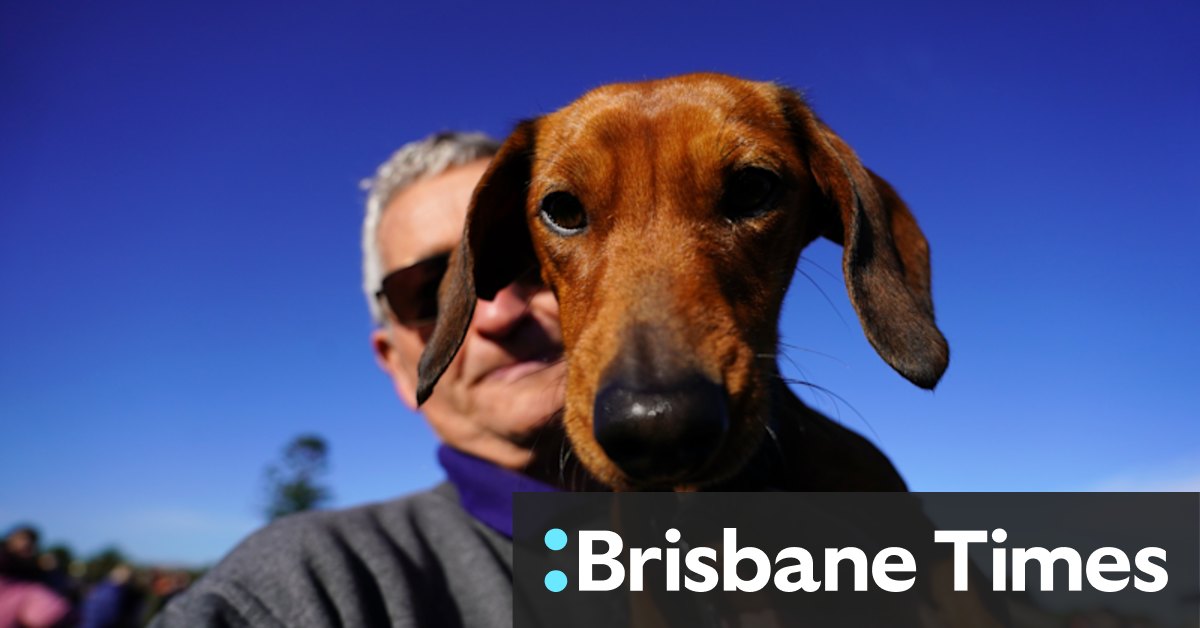 Dachshunds in Melbourne smash world record - Vimarsana News