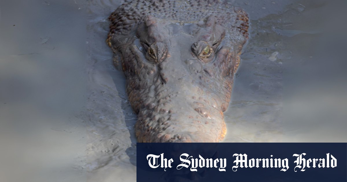 The crocodile population in northern Australia has created conservation dilemmas - Vimarsana News