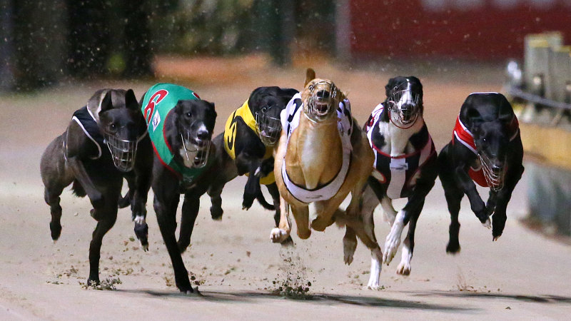 Top investigator to lead inquiry into NSW greyhound industry after abuse scandal