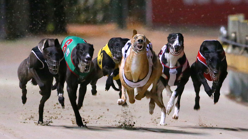 Greyhound inquiry calls for cap on breeding