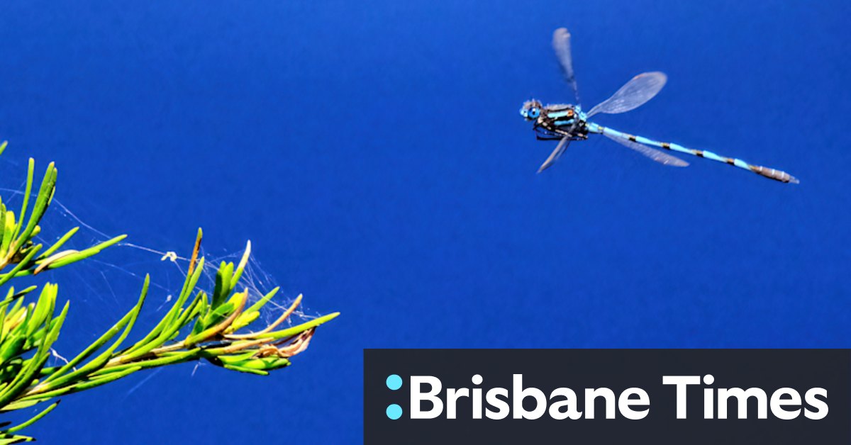 Enter the dragonfly: Wet summers put an extra buzz in the air - Vimarsana News