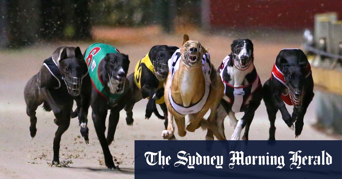 Top investigator to lead inquiry into NSW greyhound industry after abuse scandal