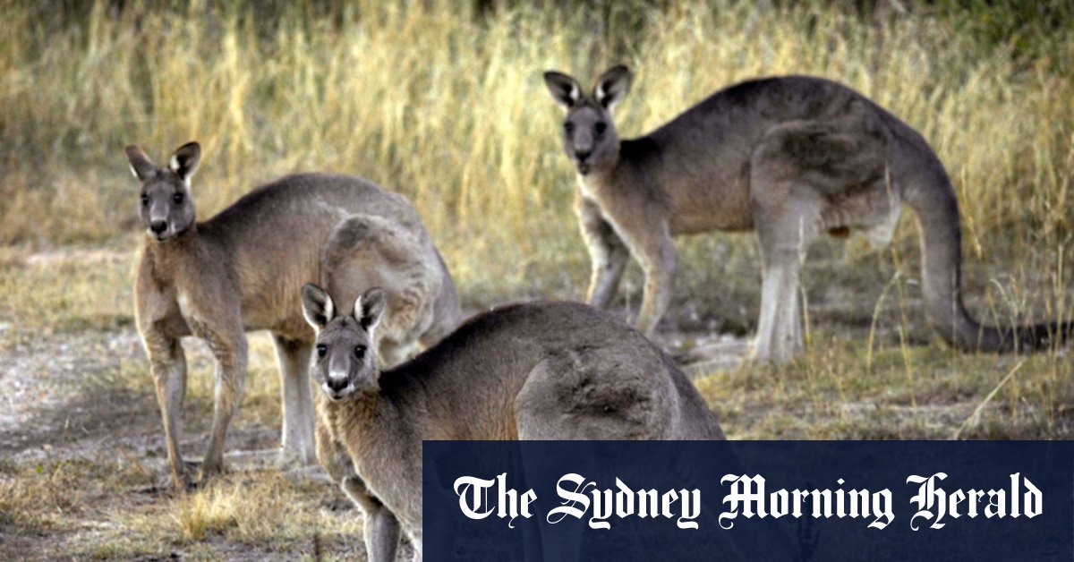 How roo poo could help stop greenhouse gas emissions in livestock - Vimarsana News
