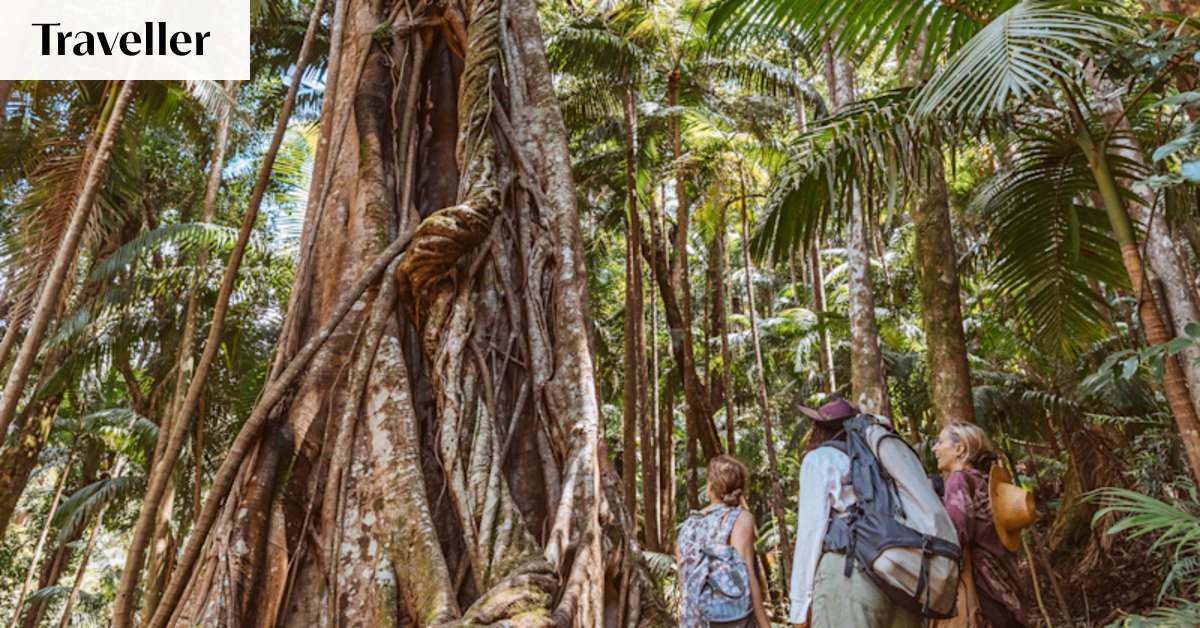 Rainforest retreat gives frazzled urbanites a place to escape the daily ...
