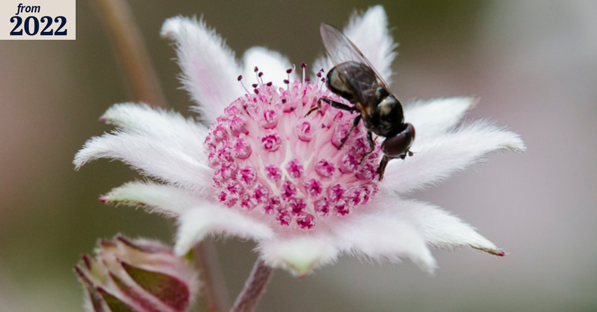 Queensland scientists aim to breed ‘superfly’