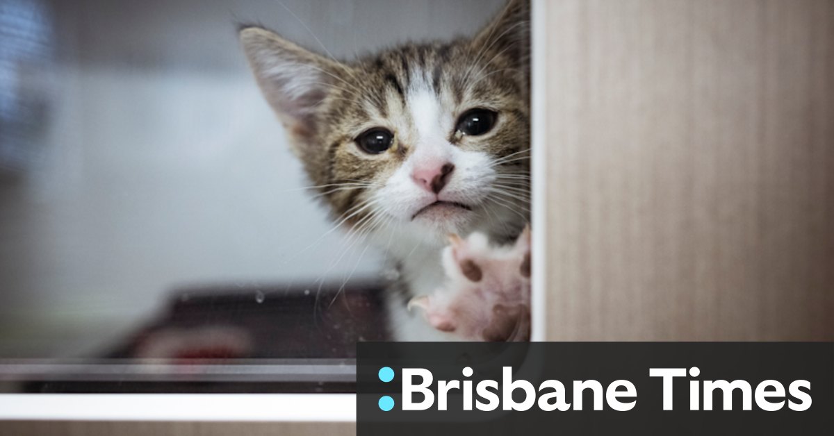 Melbourne animal shelters: On the front line of an out-of-control kitten season - Vimarsana News