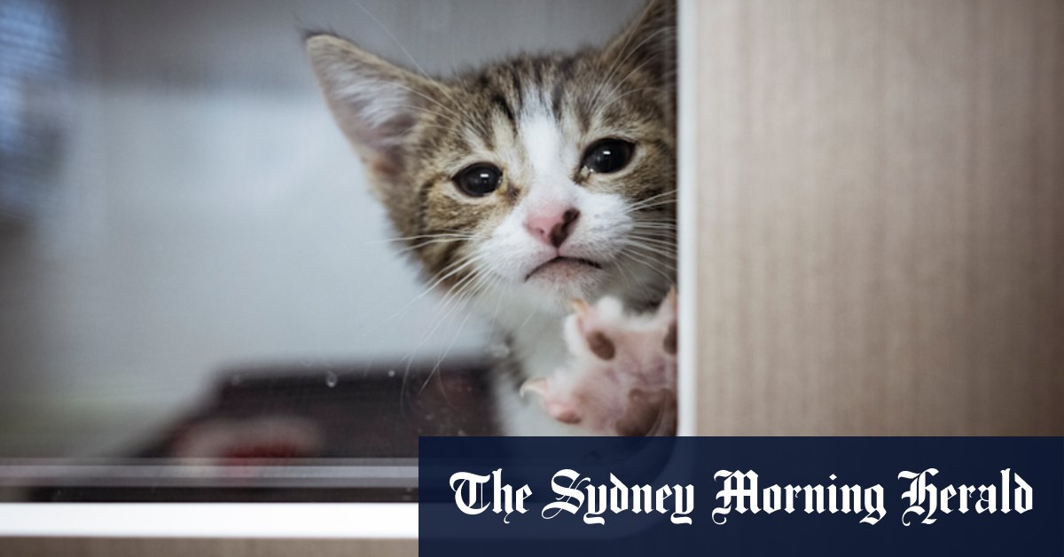 Melbourne animal shelters: On the front line of an out-of-control kitten season - Vimarsana News