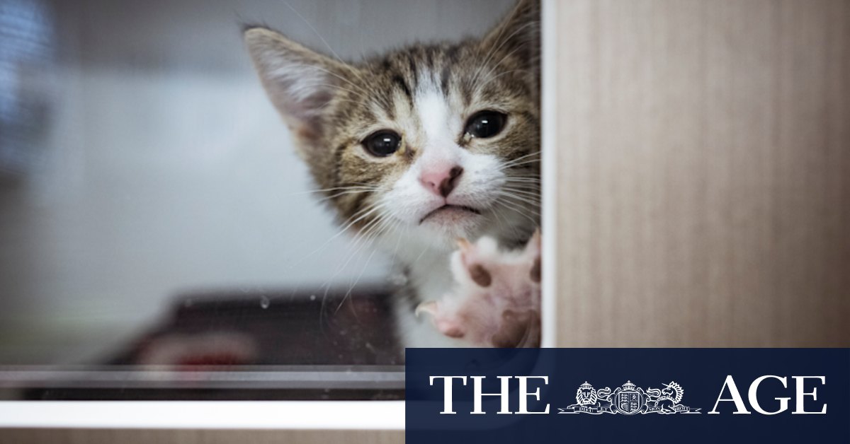 Melbourne animal shelters: On the front line of an out-of-control kitten season - Vimarsana News