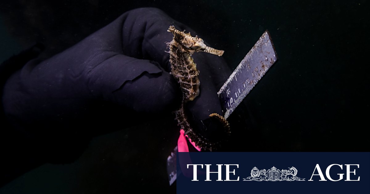 Endangered seahorses given sanctuary at 'SeaBNBs' beneath Sydney Harbour - Vimarsana News
