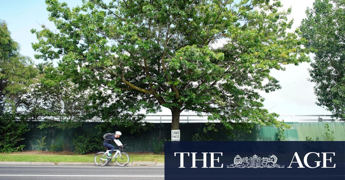 Hundreds of Caulfield trees to be chopped to make way for revamped bike path - Vimarsana News