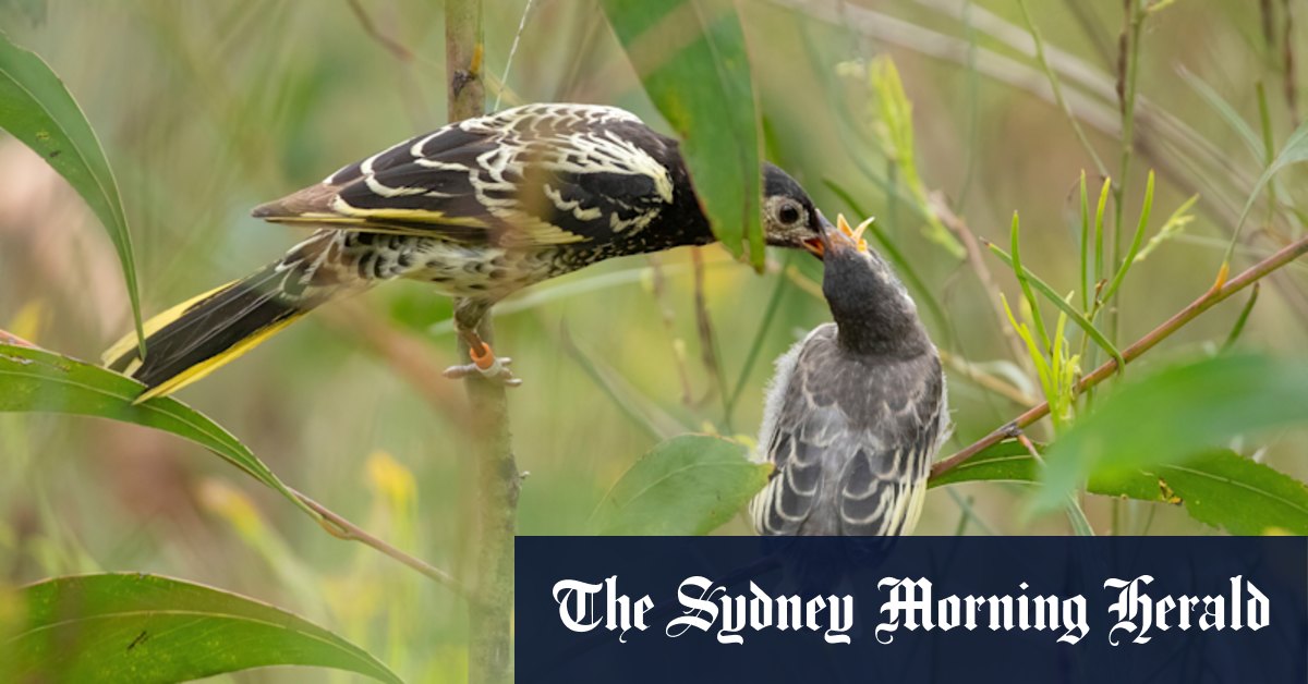 Save the song, save the species: Rescuing the sound of the Aussie bush - Vimarsana News