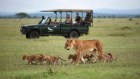 Game drive with lioness and cubs with andBeyond Grumeti River Lodge in Tanzania, Africa.